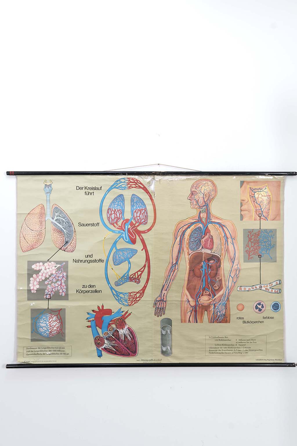 Kwaadaardige tumor Drijvende kracht vervorming Schoolplaat 'Atmung und Blutkreislauf' - Decennia Design